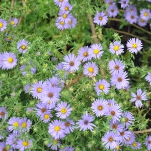 Meet your Posher, Aanastasia